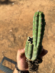 👑🌶️ Ventucky Blue — Fully Rooted Mid w/ Pup