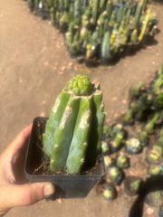 💎👑💎 Havran — Pup Graft on Rooted PC