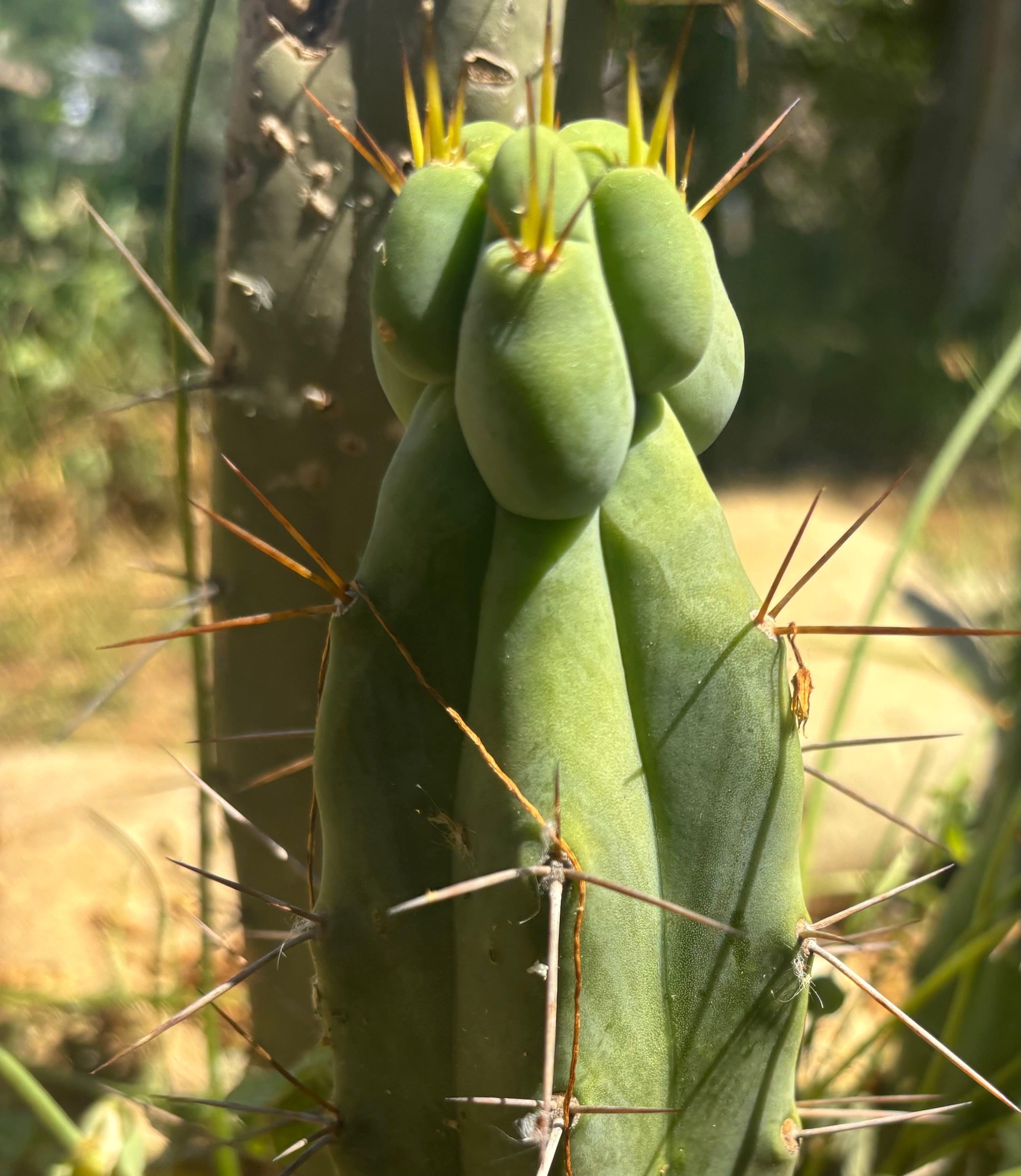 👑🌶️🌶️ Dulzura Wax — 8” Pup