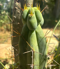 👑🌶️🌶️ Dulzura Wax — 8” Pup