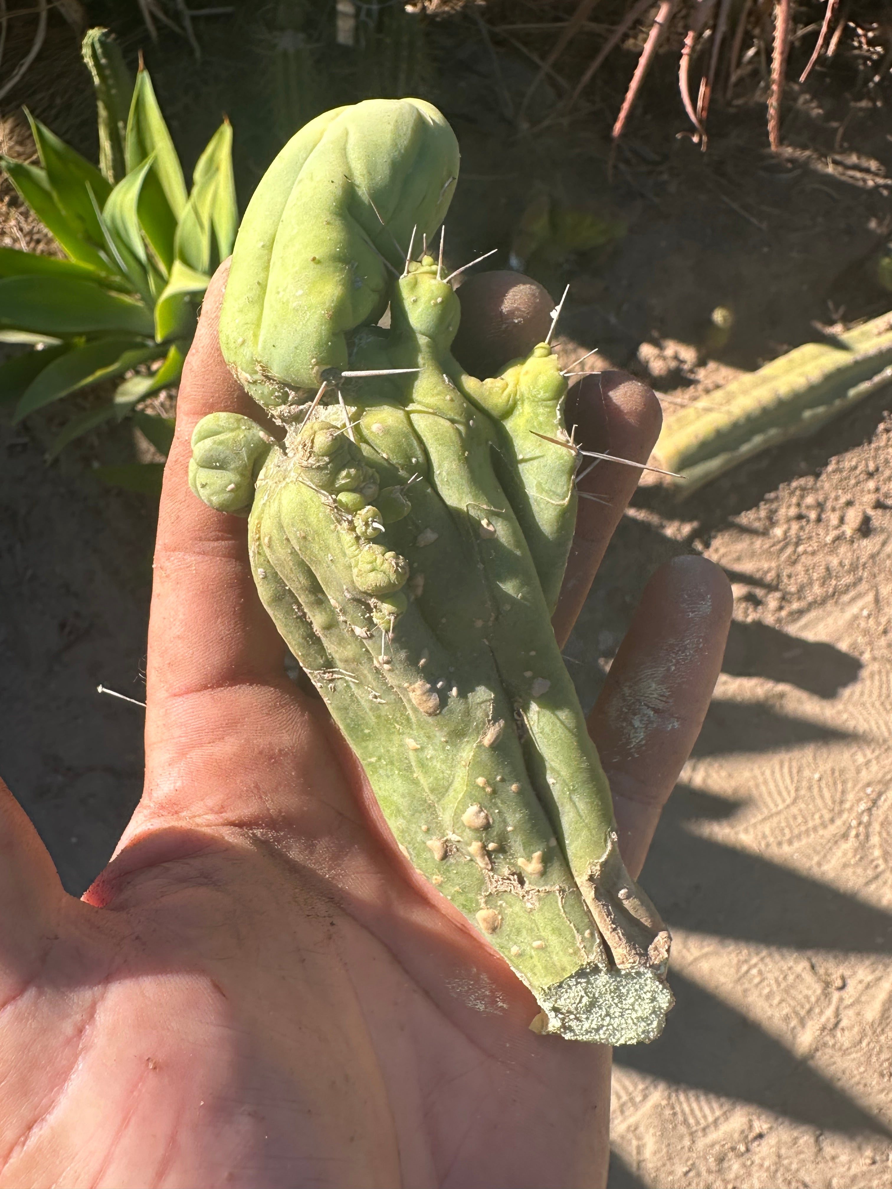 👑💎🌶️🌶️ TBMC — Small 6” Cutting