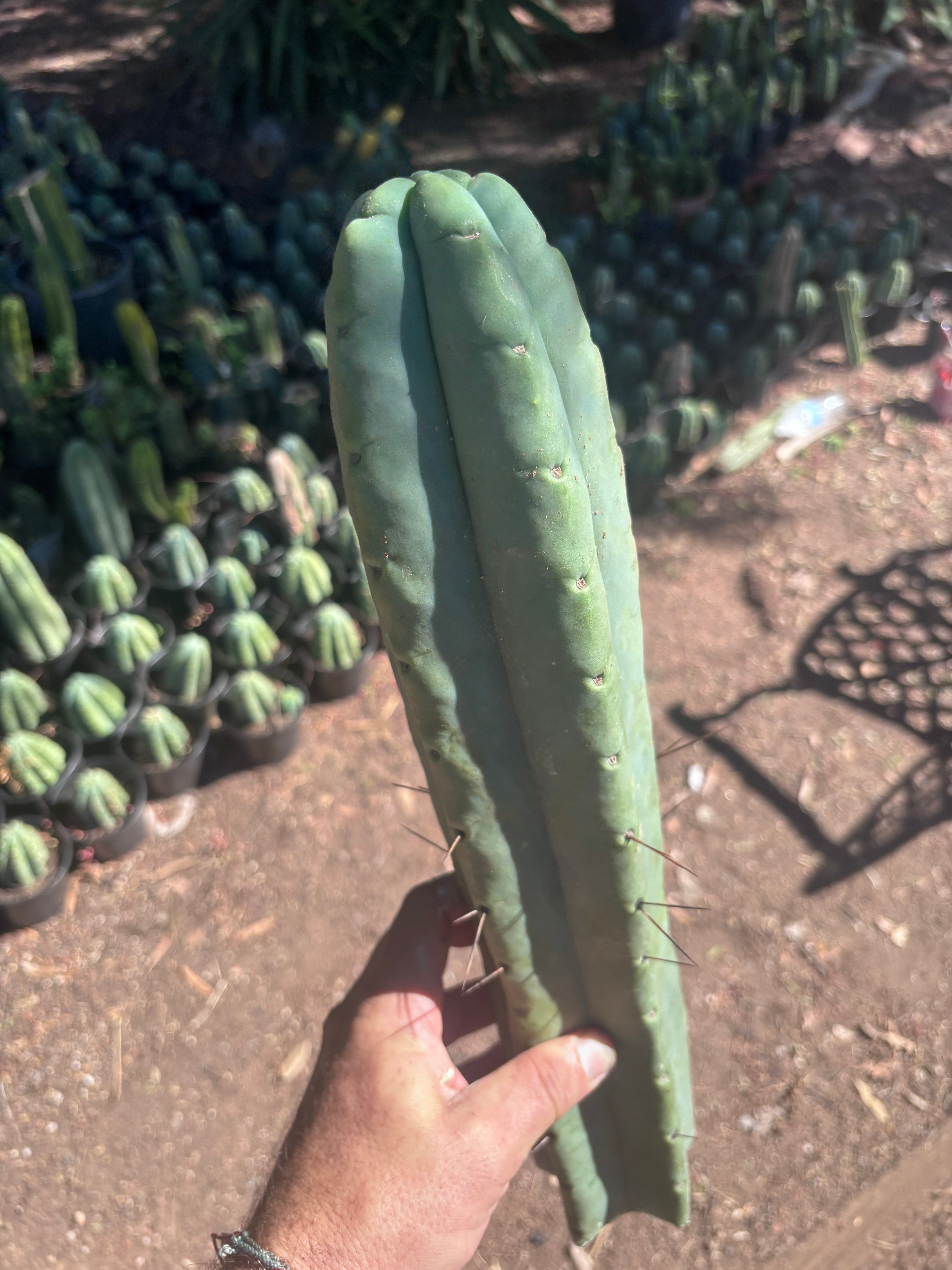 👑💎🌶️🌶️ Eileen — 16” Mega Tip