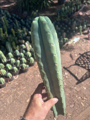 👑💎🌶️🌶️ Eileen — 16” Mega Tip