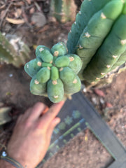 💎👑🌶️  Ichoca — 10” Pup