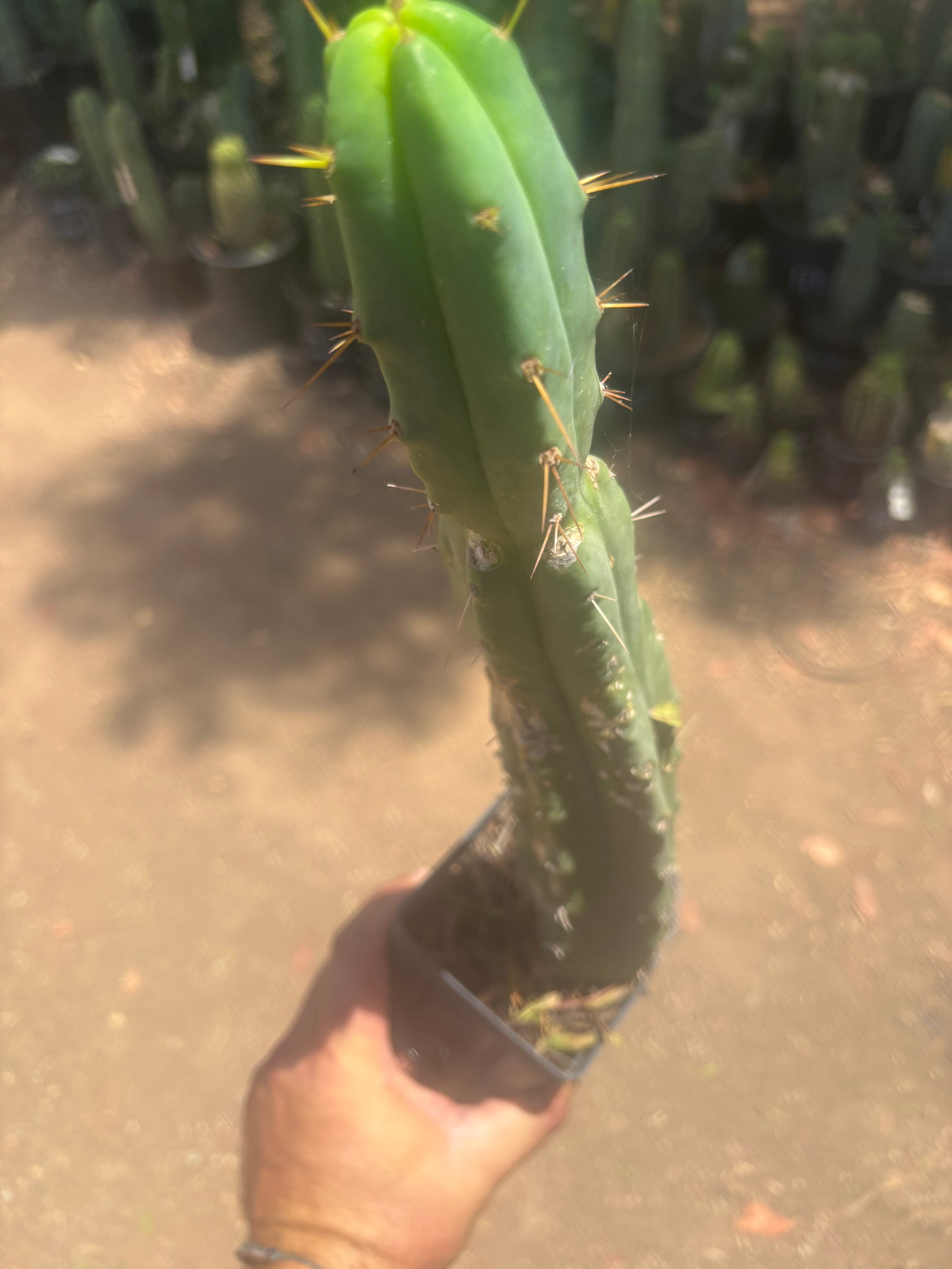 👑🌶️🌶️ Dulzura — Ugly, Rootbound and Pumping 💪15”