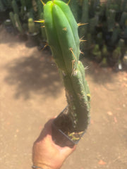 👑🌶️🌶️ Dulzura — Ugly, Rootbound and Pumping 💪15”
