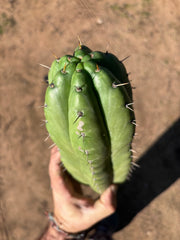 👑🌶️ Huarazensis — 10” Chonk Tip
