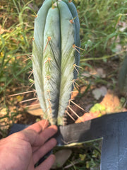 👑🌶️ Bluejones  — 8” Tip