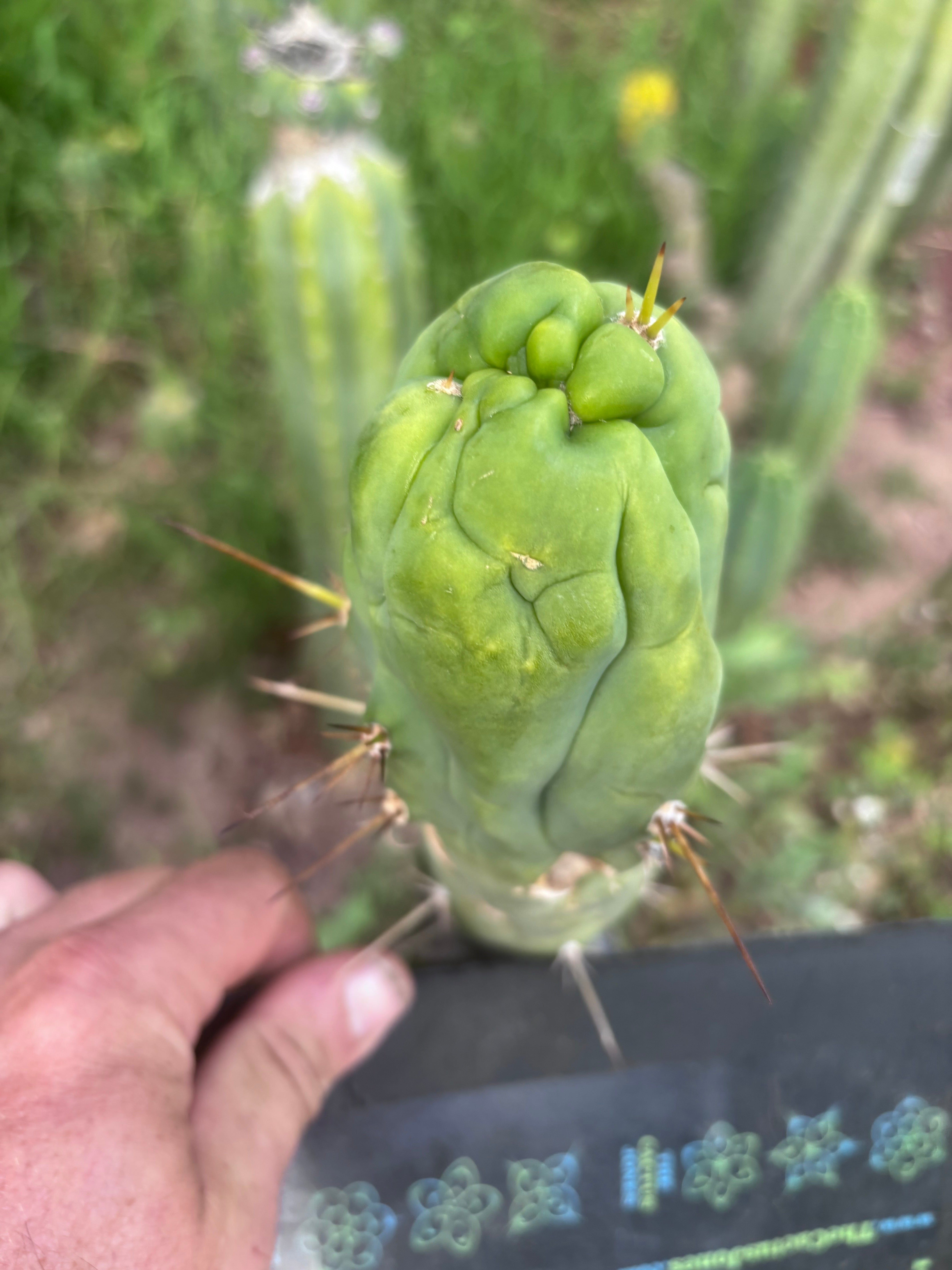 💎👑 Bruce’s Dragon — Chonky 6” Tip