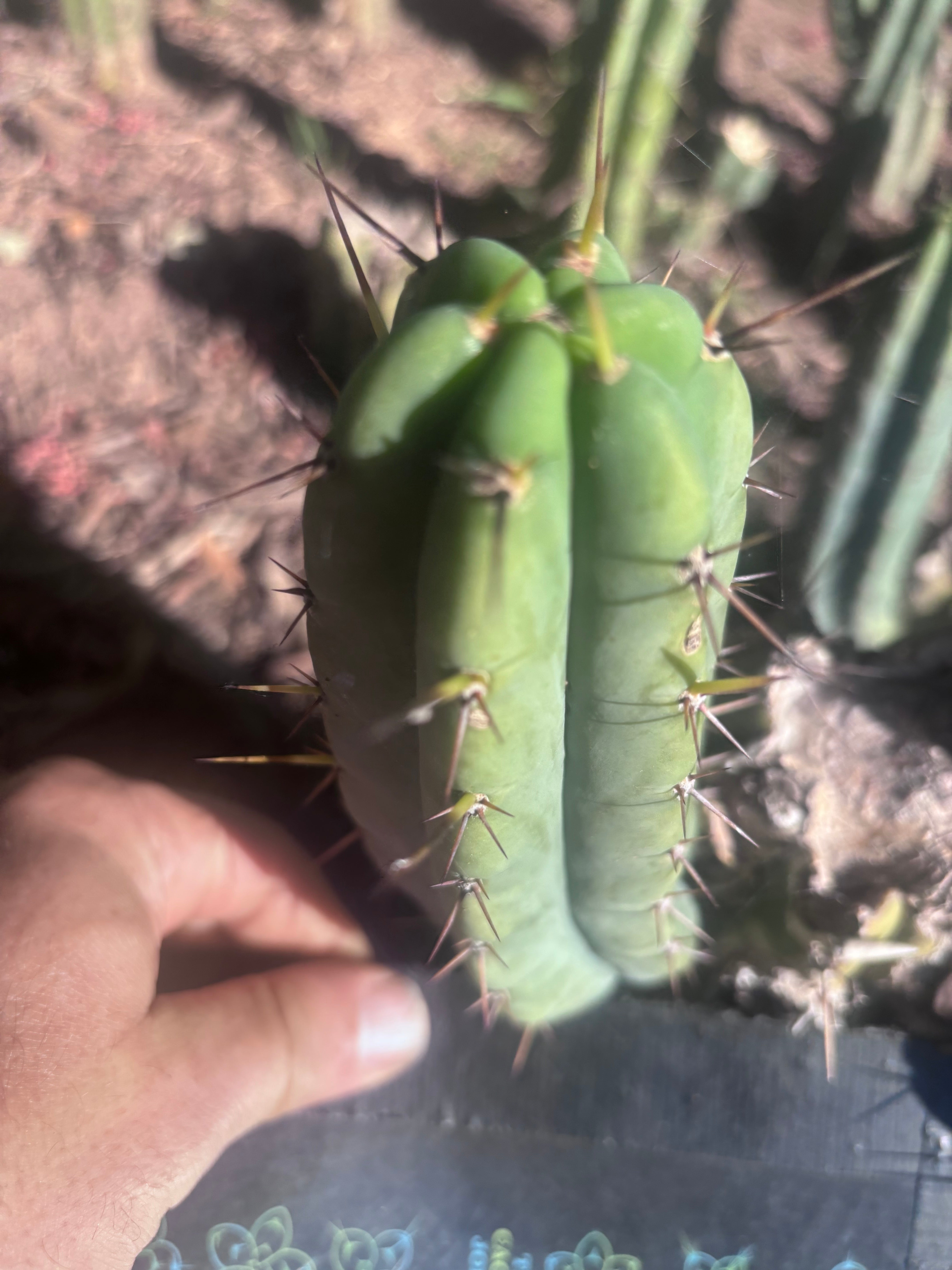 👑🌶️🌶️ Pala! — The Mid Week Pup