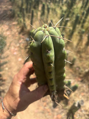💎💎🌶️🌶️ NOM — 9” Tip, Throwing Roots