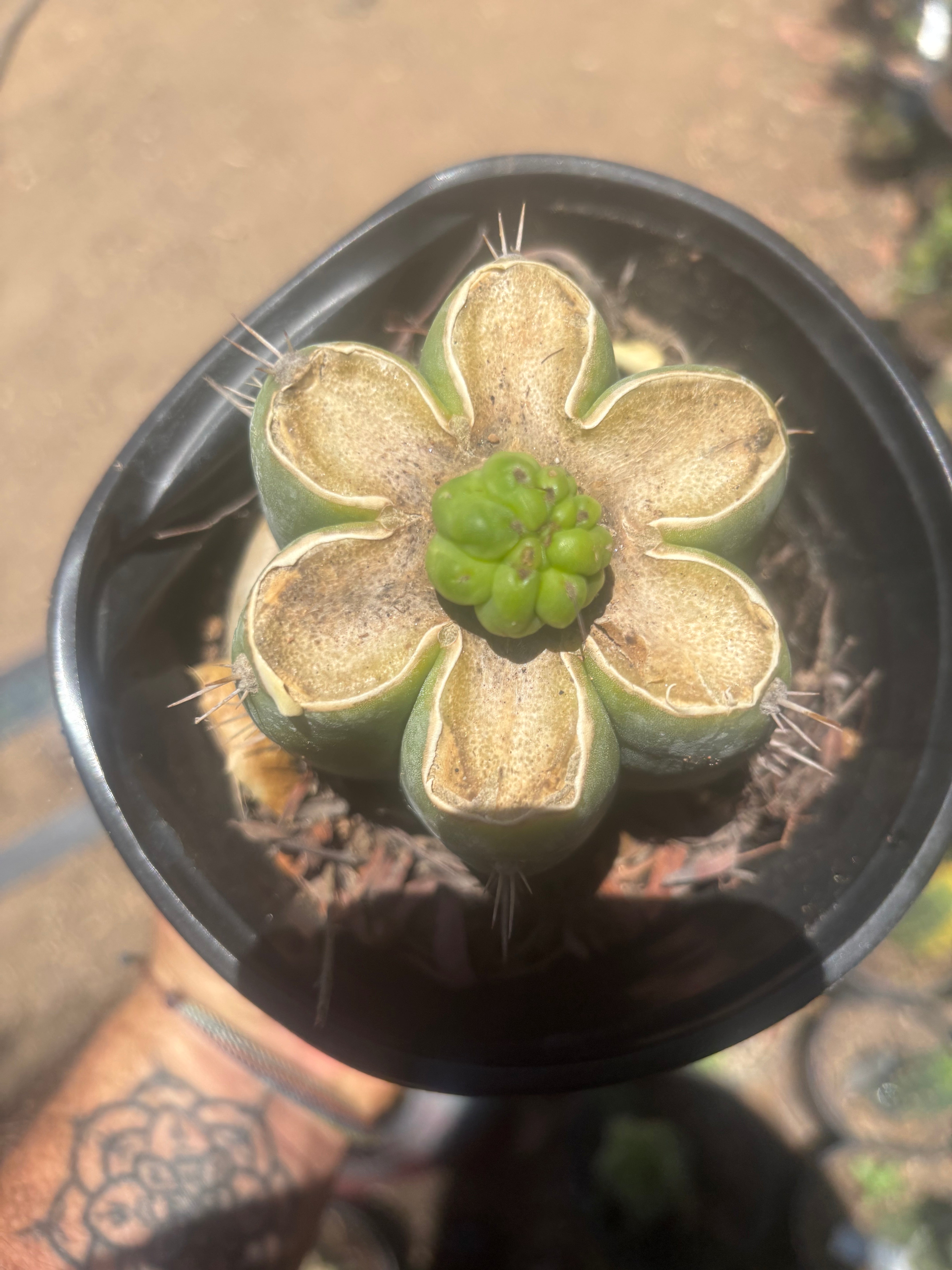 💎👑💎 Havran — Pup Graft on Rooted Shine01