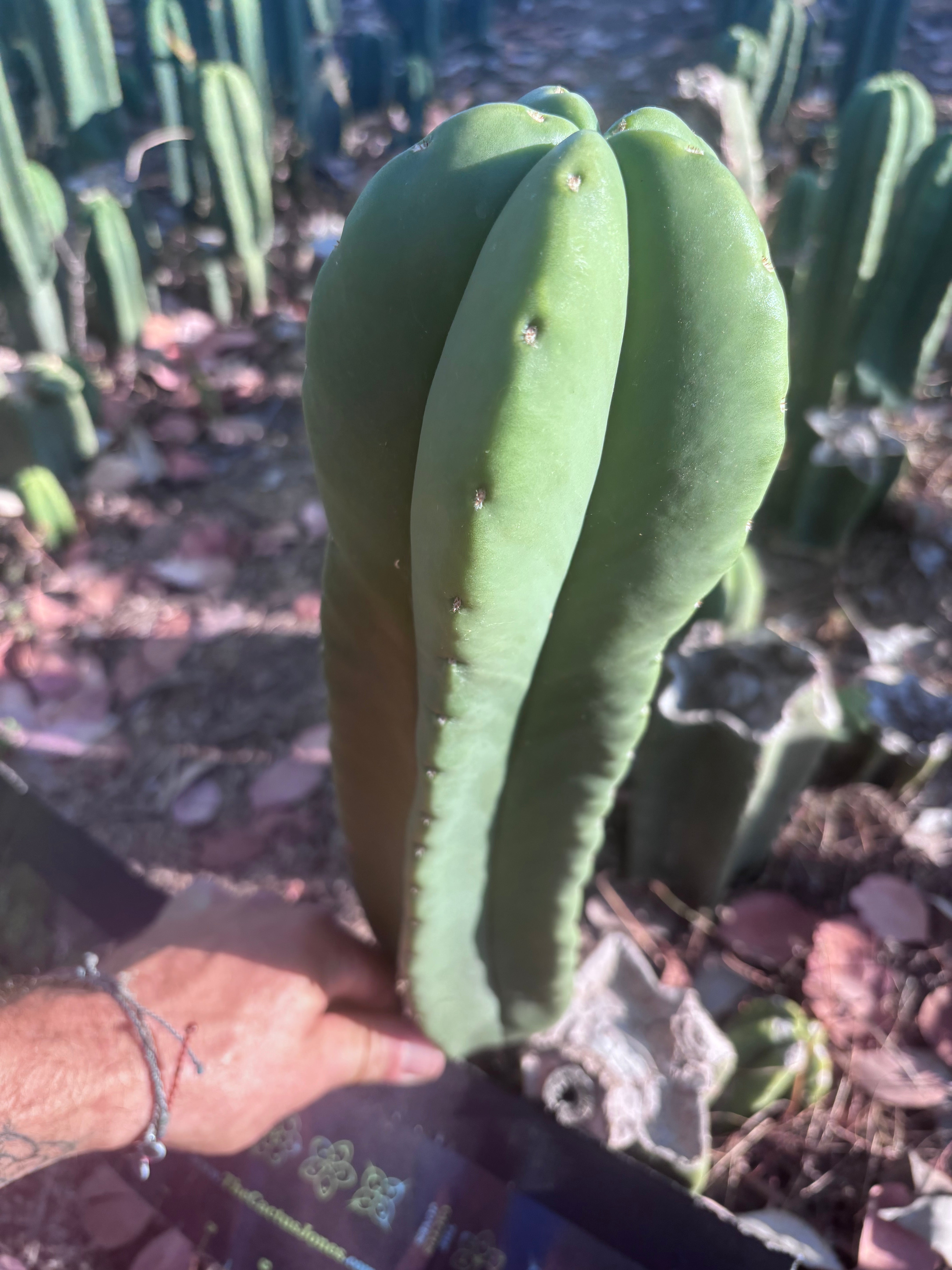 👑🌶️ Zulk — XL FAT 13” Pup
