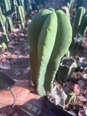 👑🌶️ Zulk — XL FAT 13” Pup