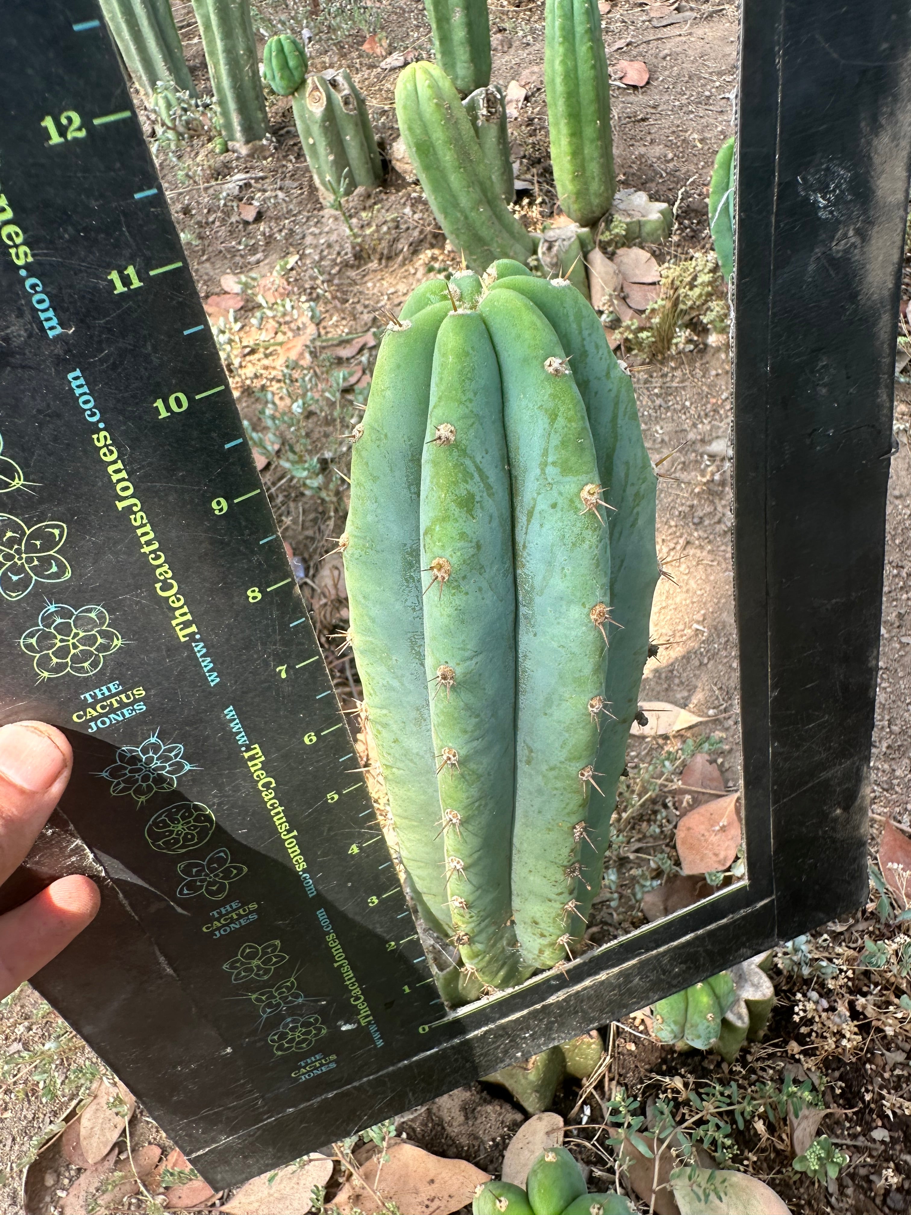 👑🌶️🌶️ Landfill — 11” Pup