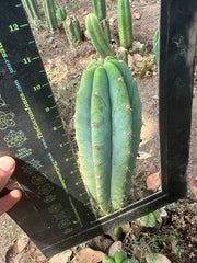 👑🌶️🌶️ Landfill — 11” Pup