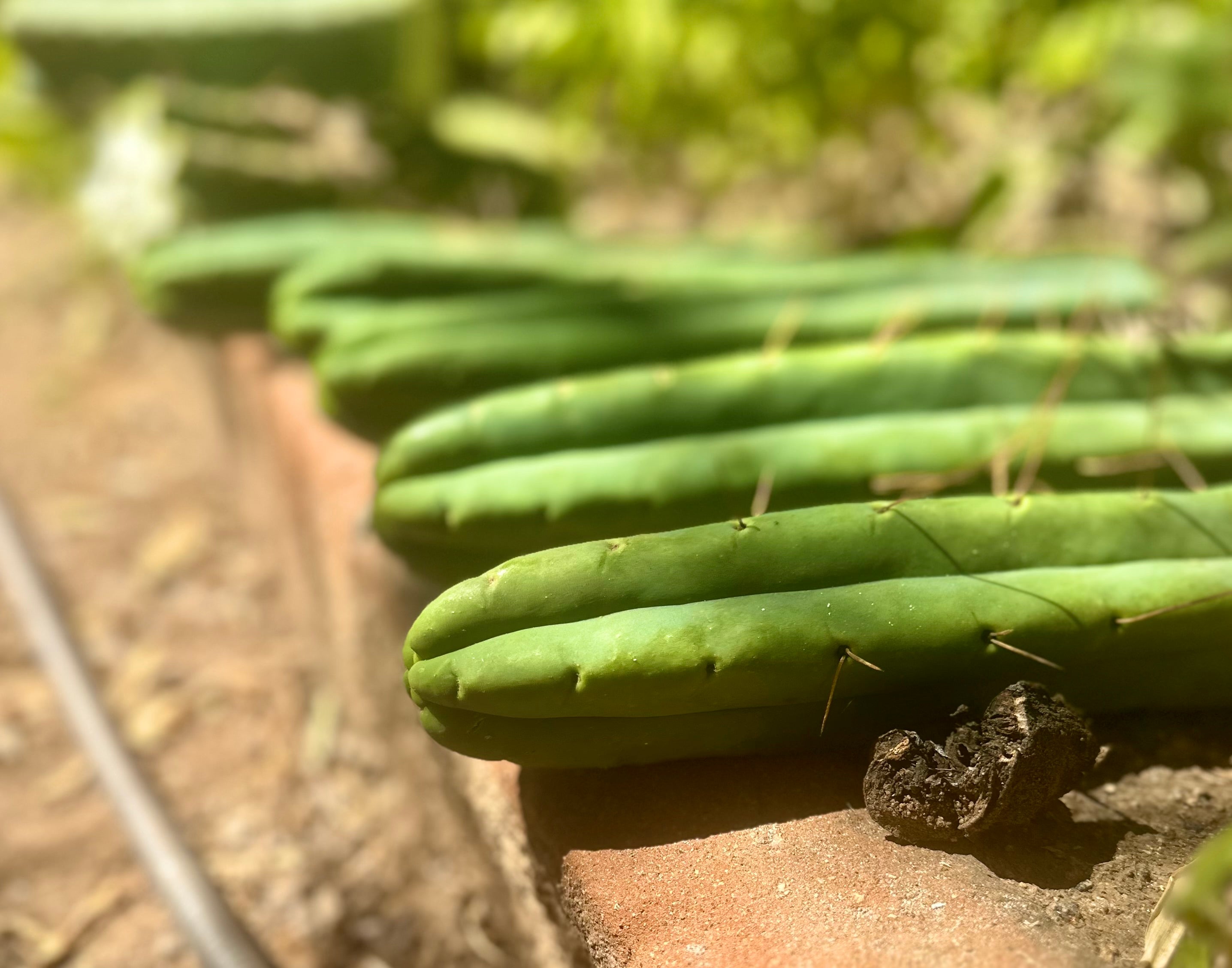 👑🌶️🌶️ Jiimz Twin  — XL 13” Tips (5)