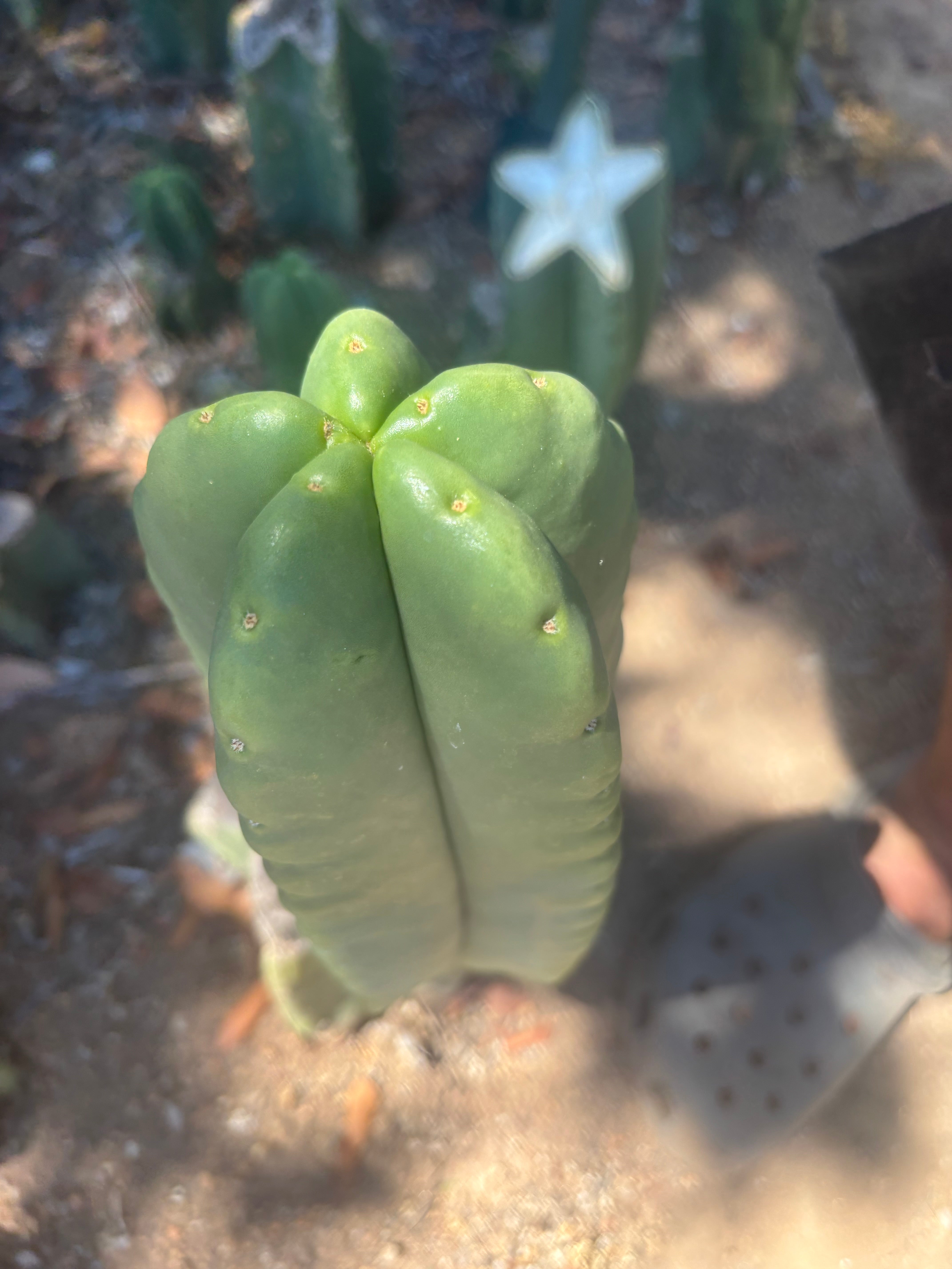 💎👑🌶️ Ferah — Another Chonky 9” Tip