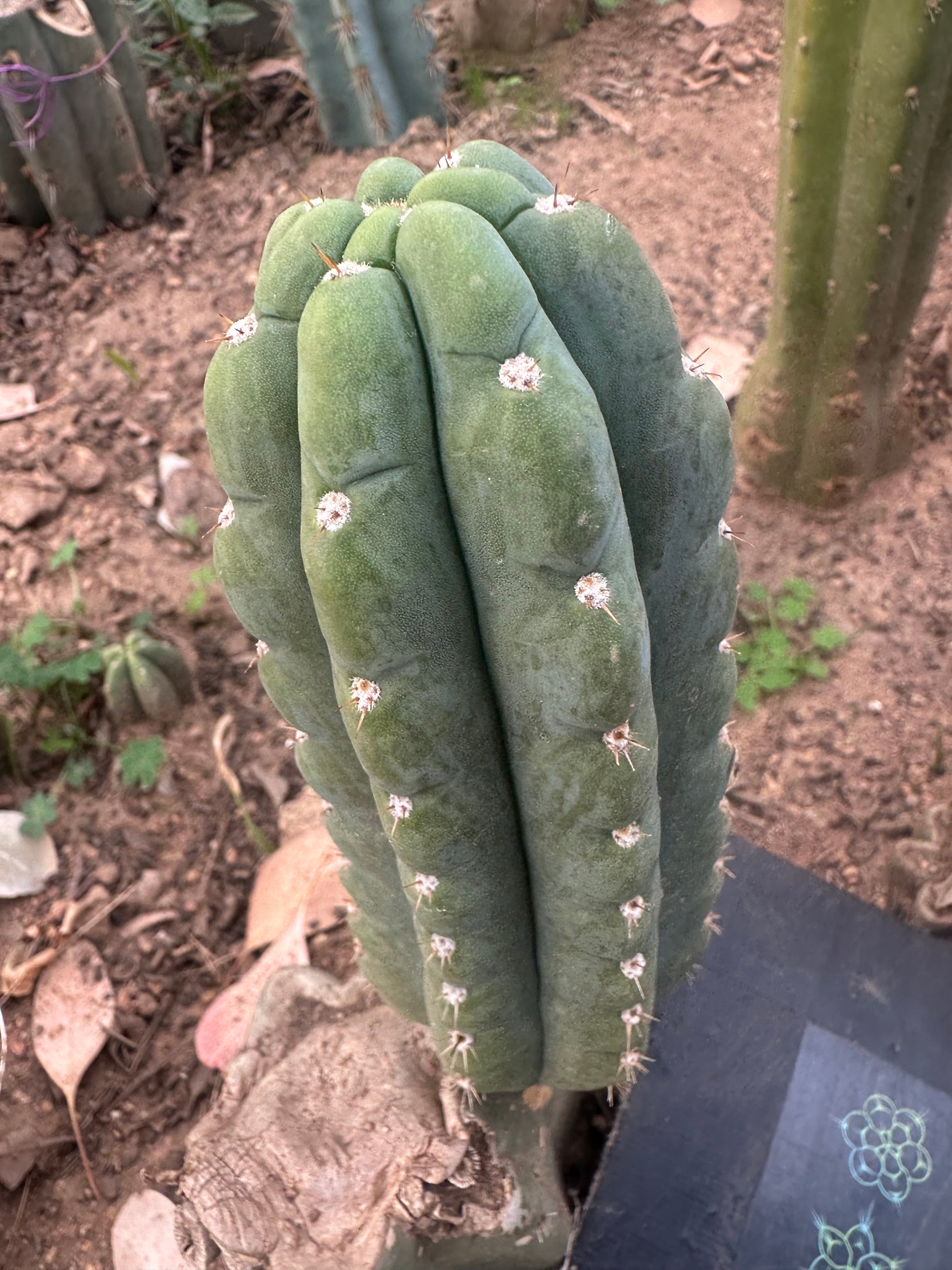💎👑🌶️ Ichoca — 6” Pup