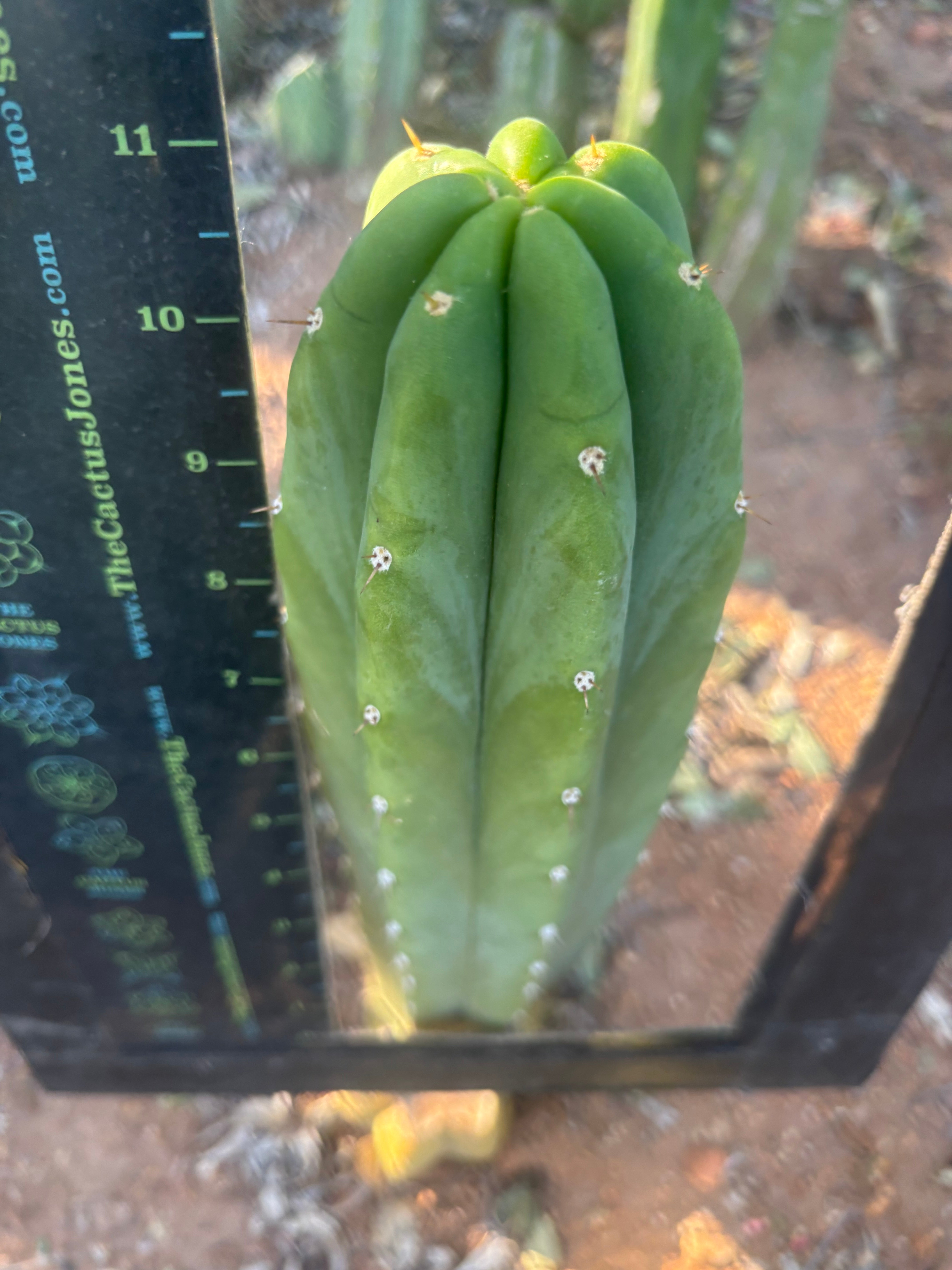 👑🌶️🌶️ Landfill — Thick 11” Tip