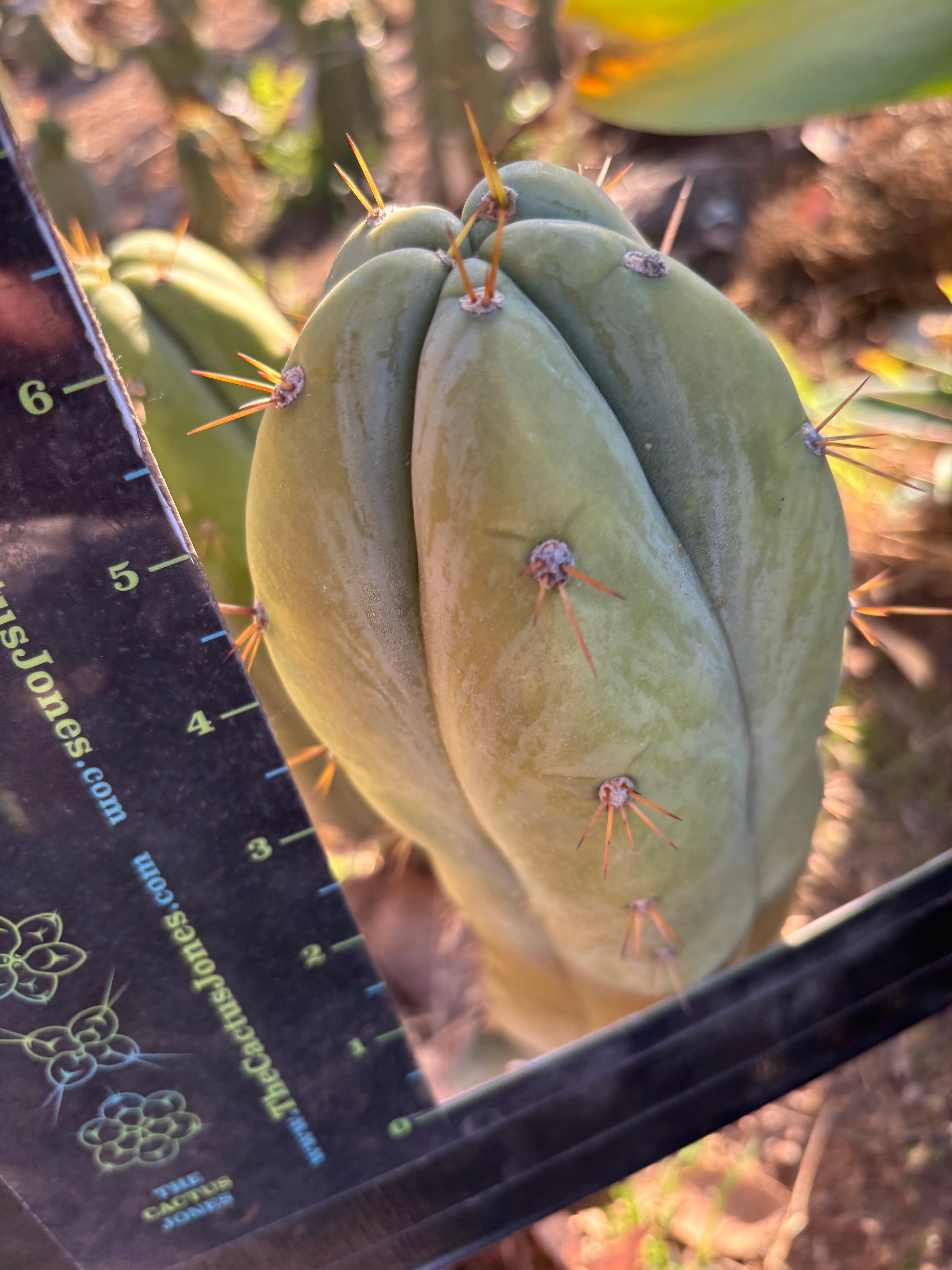 💎👑 Lotusland Huanu — Three Tips for One!