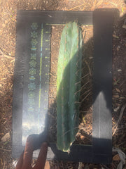 👑🌶️  Kundalini Sunshine — 14” Tip