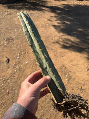 👑🌶️ BBB — Fully Rooted 14” Stump