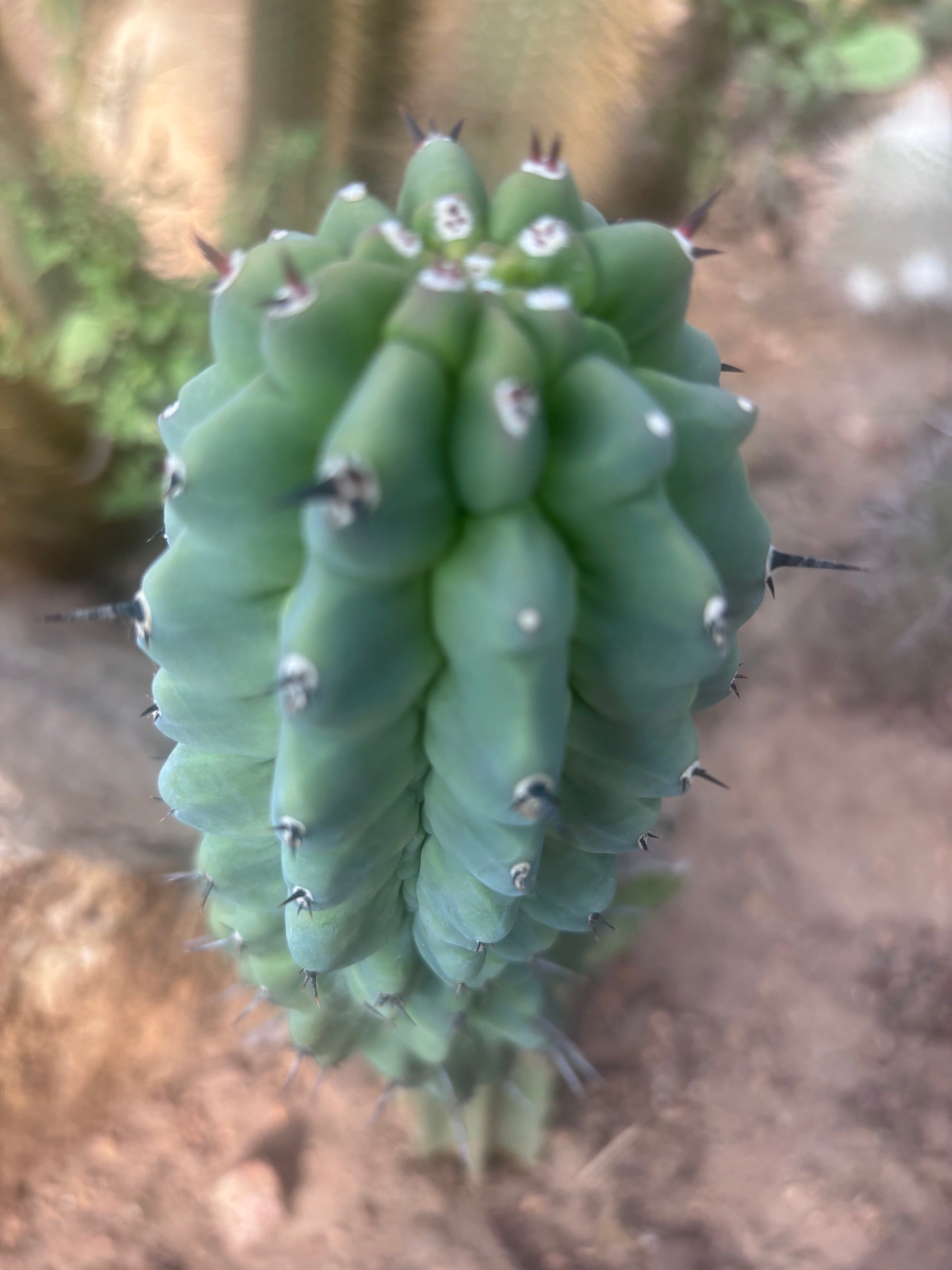 👑💎 The Weekly Glorp Graft