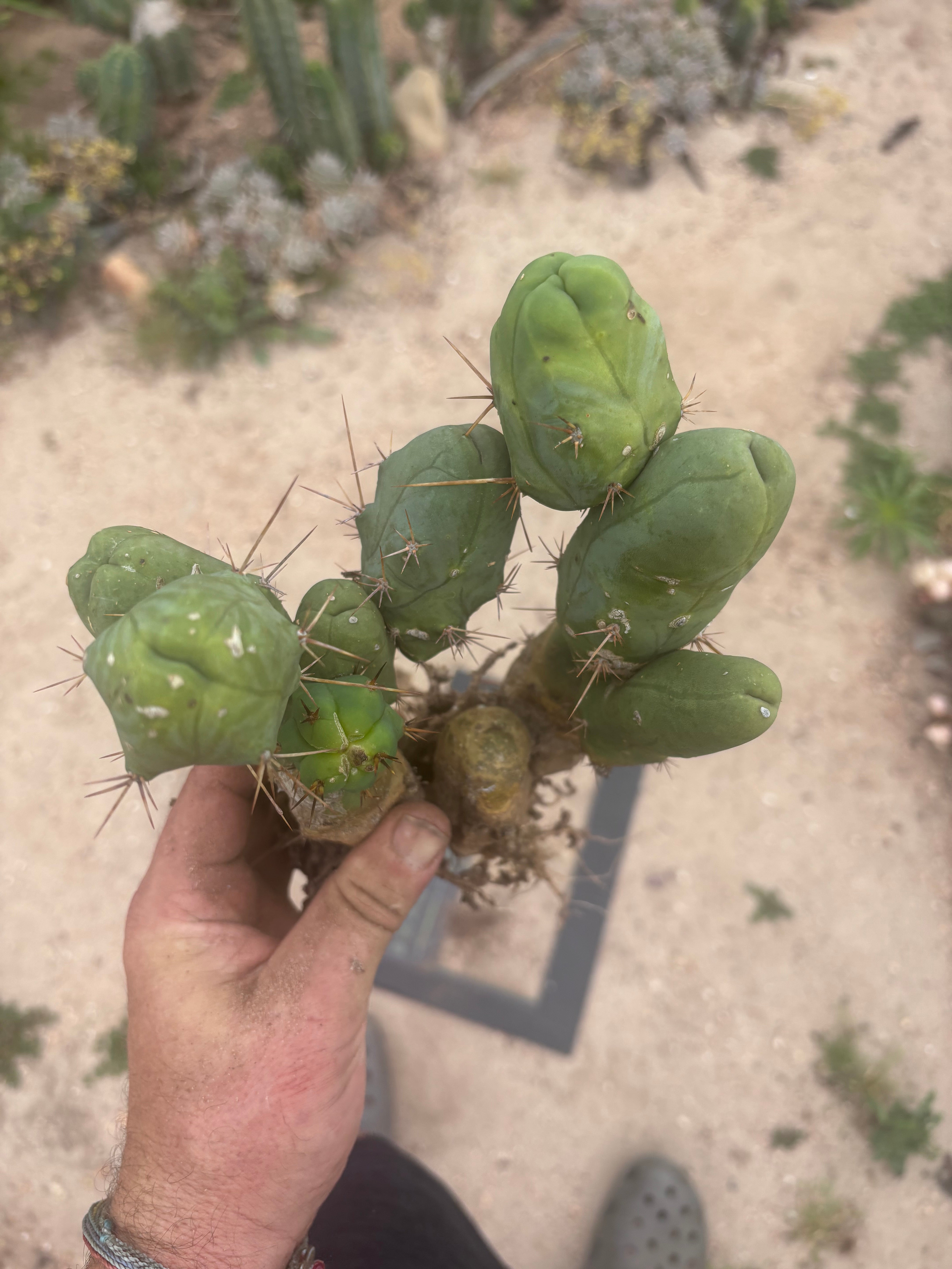 👑🌶️🌶️  TBM Clone B — XL Fully Rooted
