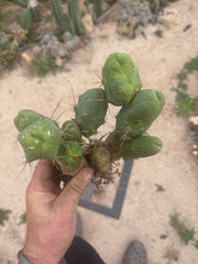 👑🌶️🌶️  TBM Clone B — XL Fully Rooted