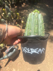 💎👑💎🌶️ CareBear — Graft on Rooted Shine01
