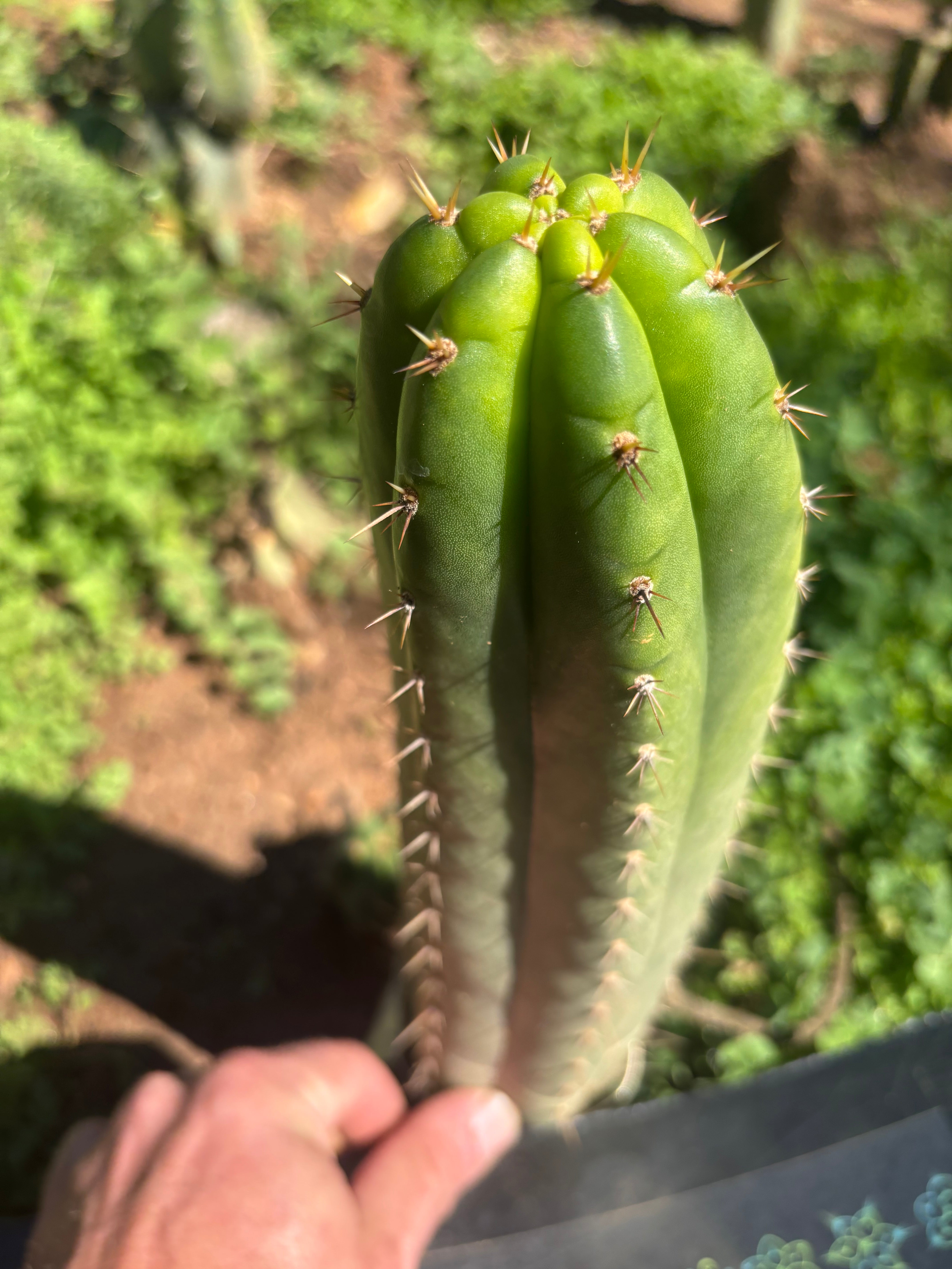 👑🌶️ Torres & Torres — 10” Tip