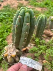 Custom Listing for Scott C