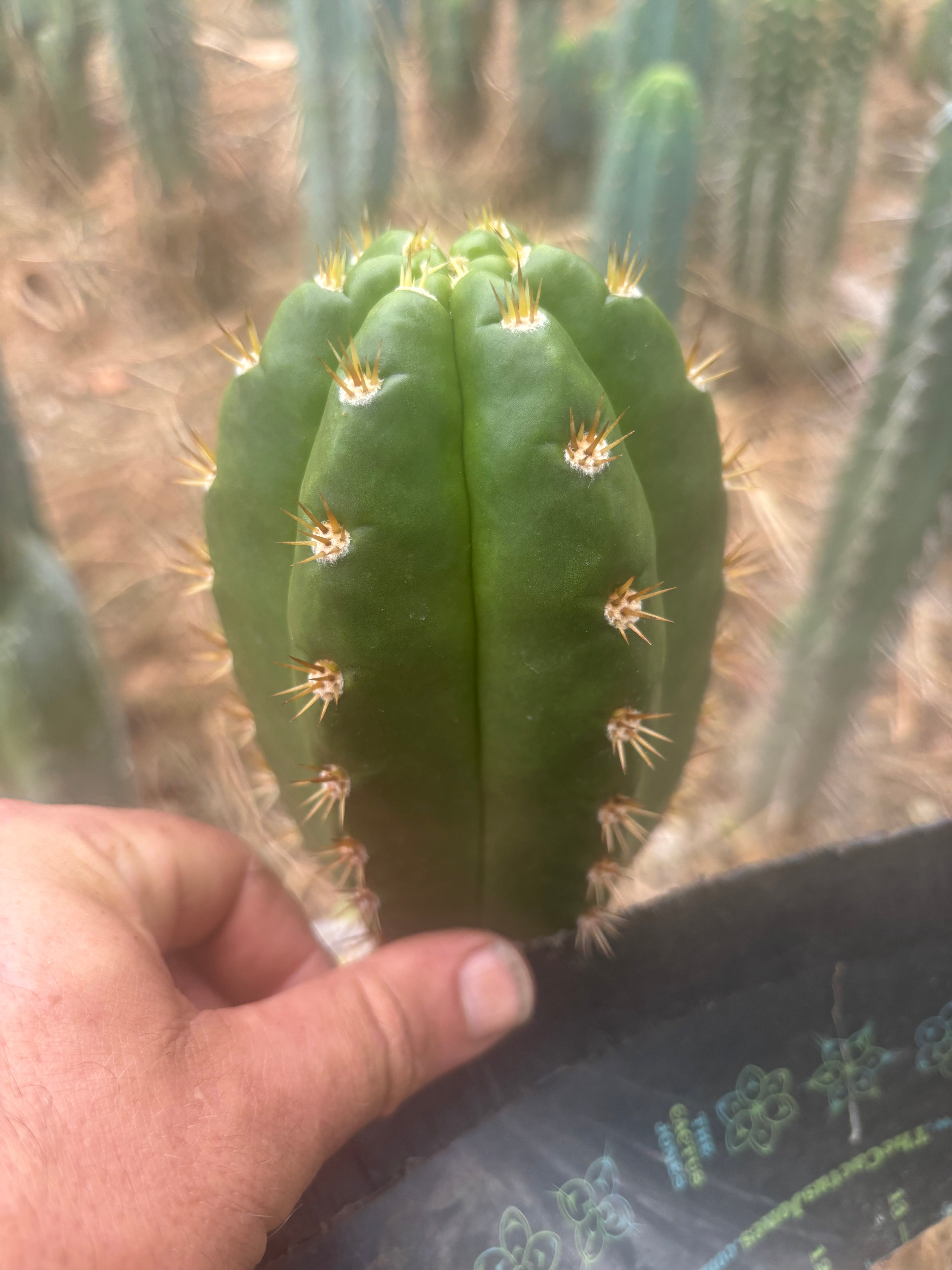 💎👑💎🌶️ CareBear — Chonky 5” Tip