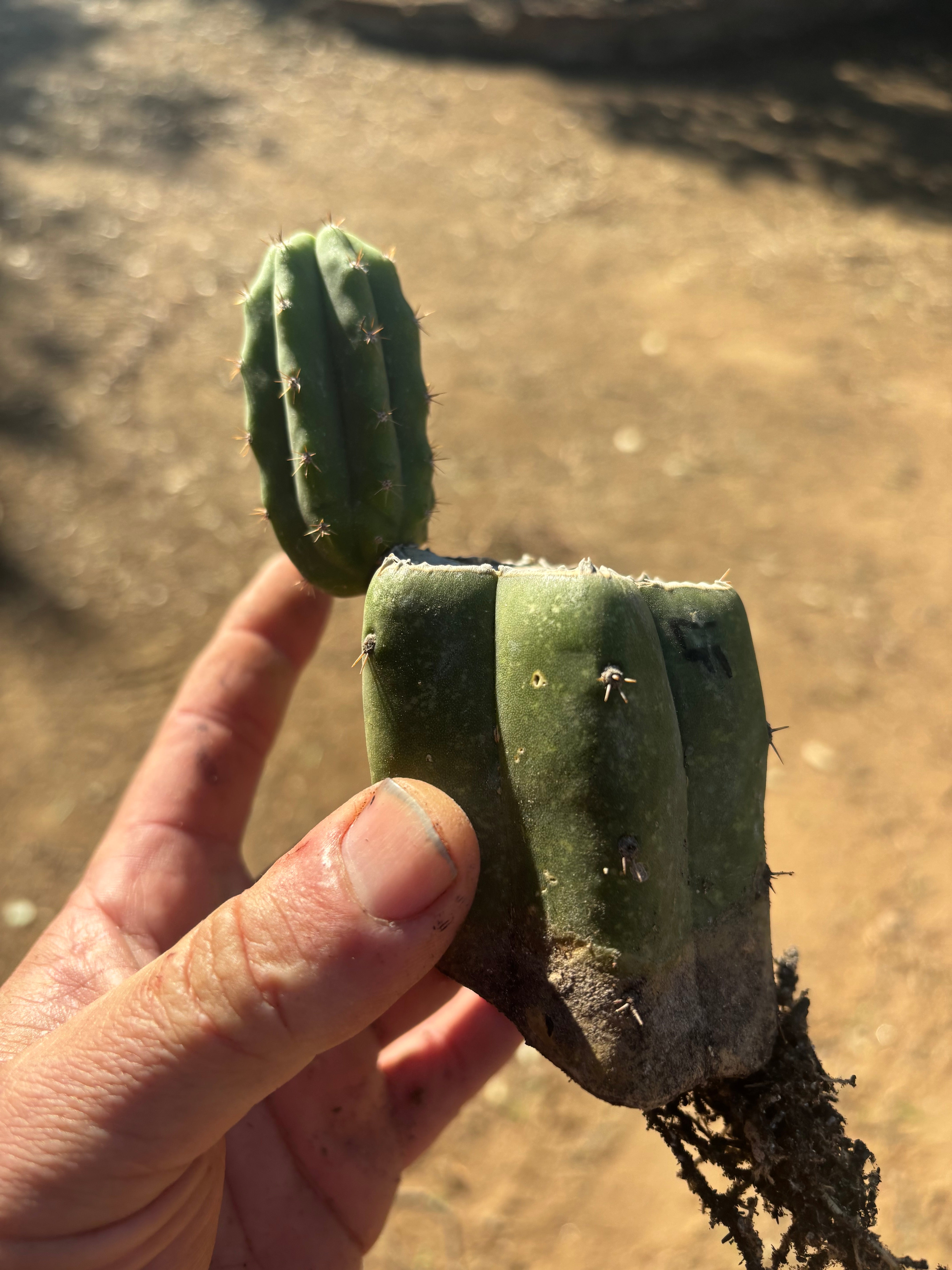 👑🌶️🌶️ Landfill — Small Rooted Mid