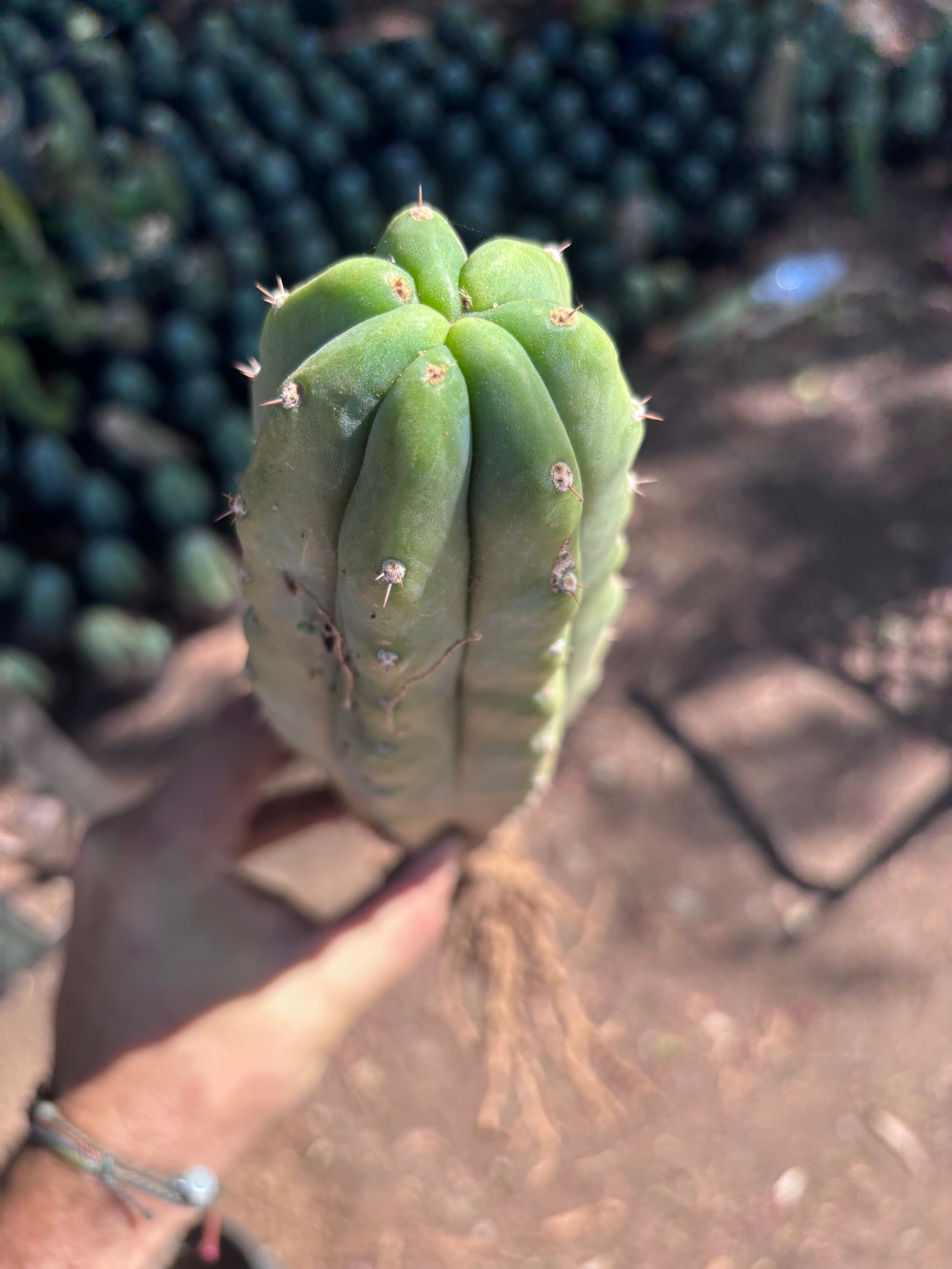 👑🌶️🌶️ Landfill — XL Rooted 16”