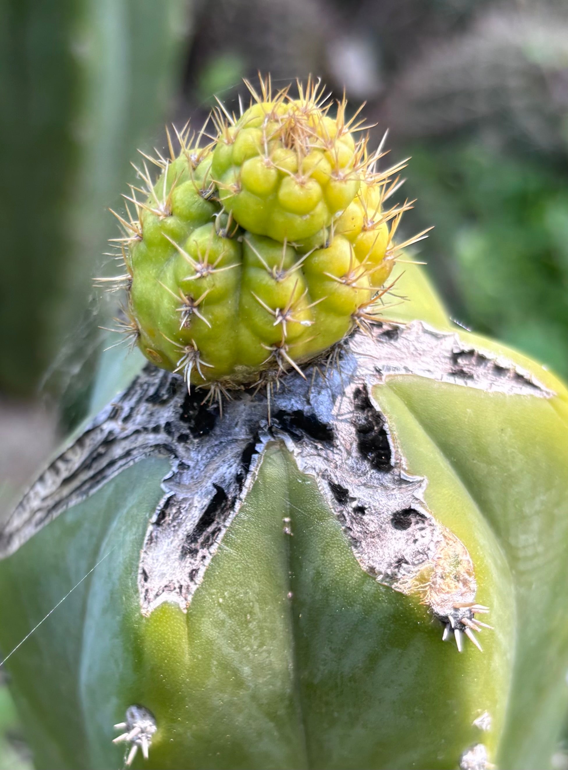 💎👑💎 Hulk’s Balls — Pupping Graft