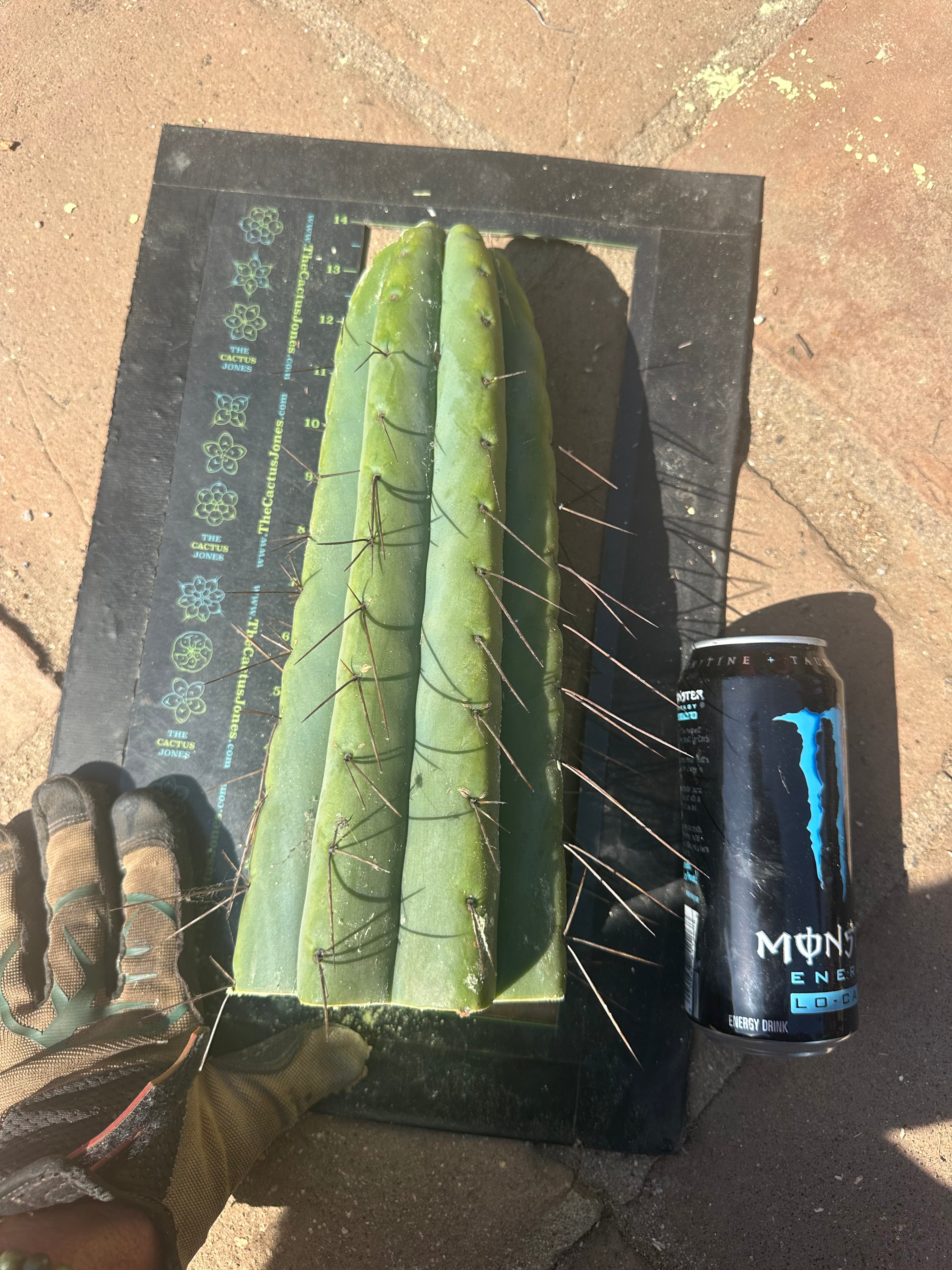 🌶️🌶️💎 E.R. — Huge 13” Tip