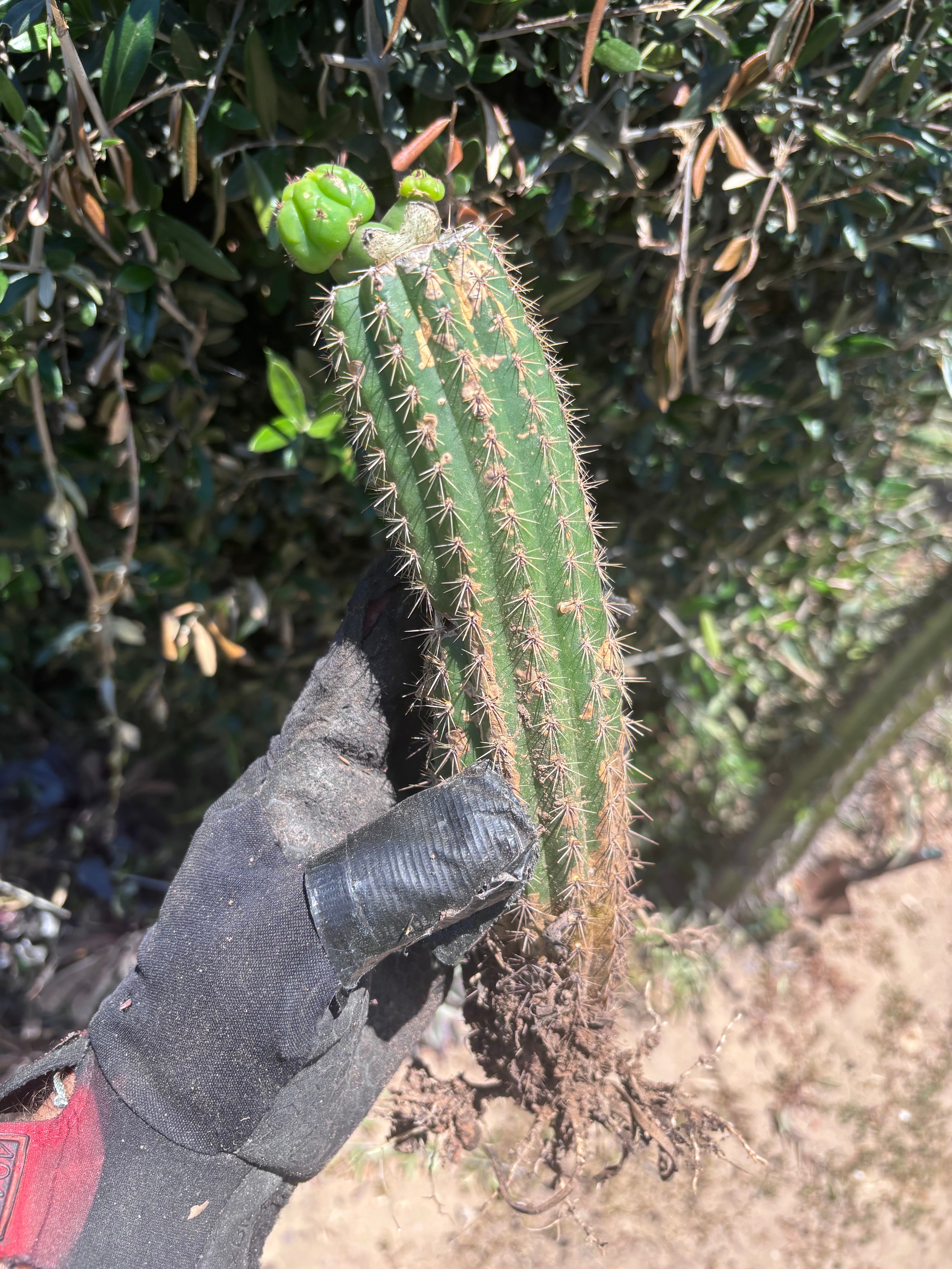 👑🌶️🌶️ KR04 — Another Whole Rooted Graft