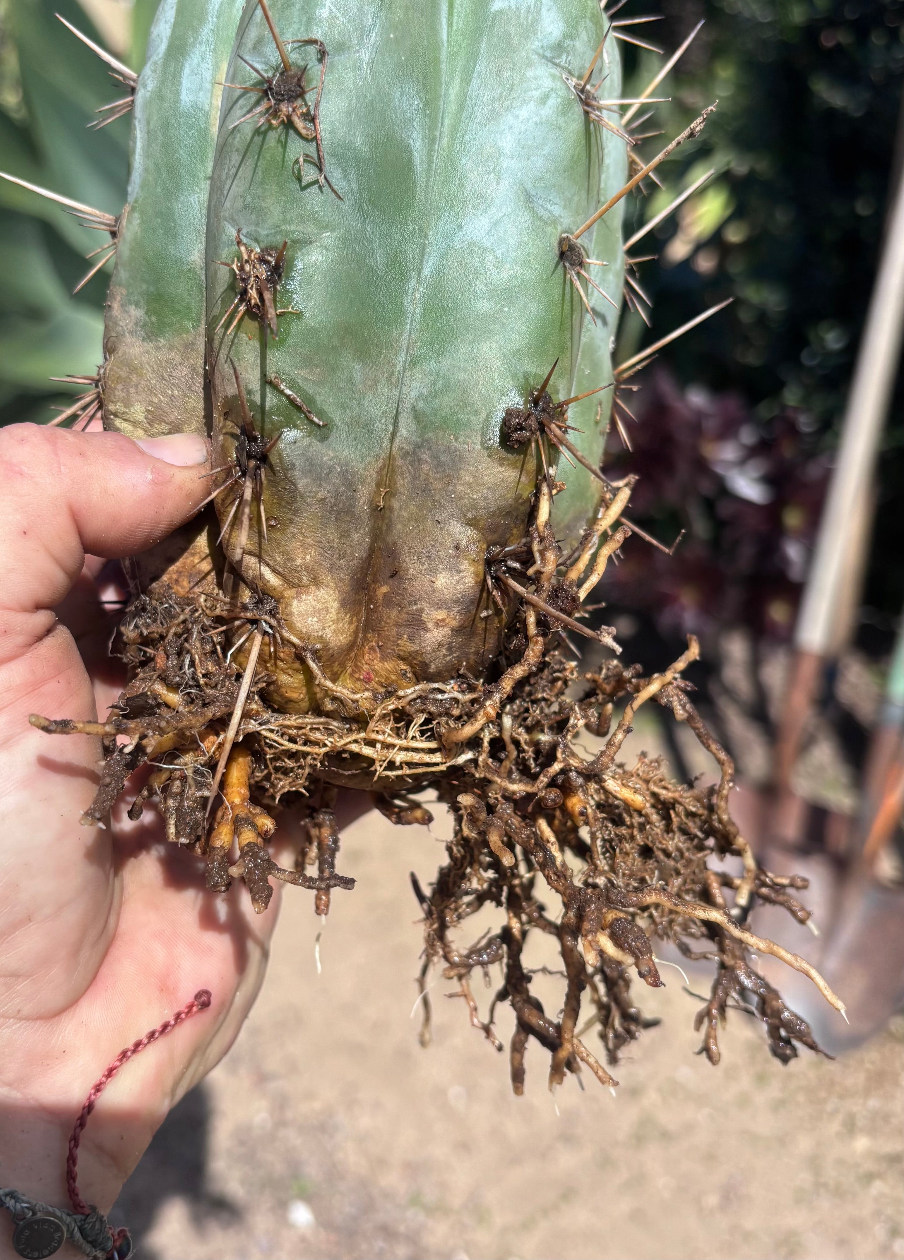 💎👑💎 Papa Smurf — Fat Rooted 8” Notch Bomb