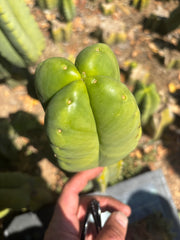 💎👑🌶️ Ferah — Fourwang Chub Muffin