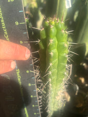 💎👑 Rauhocereus Riosaniensis — 9” Tip