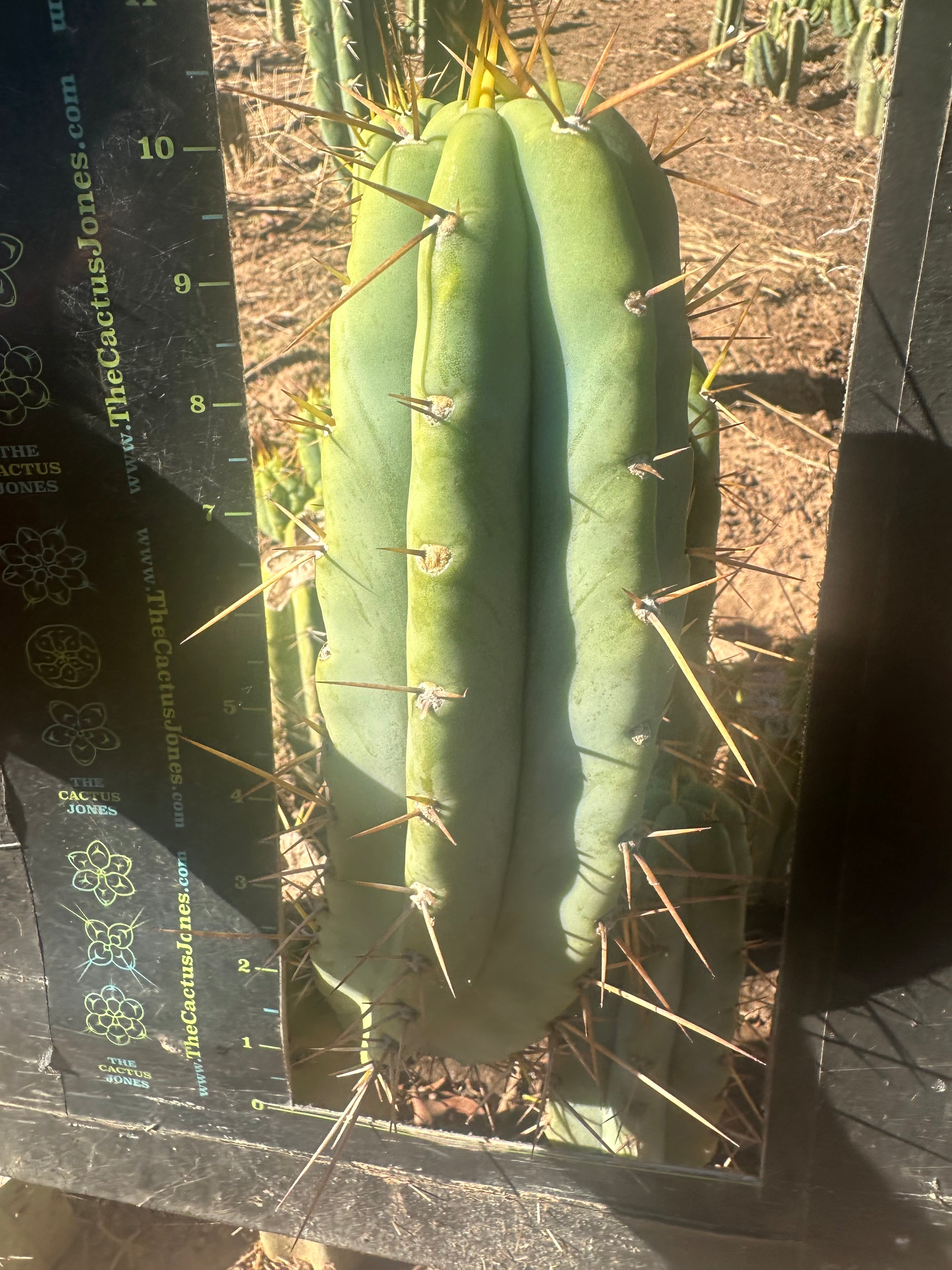 👑🌶️ Lumberjack— Chonky 10” Tip