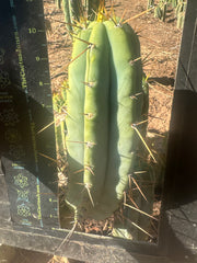 👑🌶️ Lumberjack— Chonky 10” Tip