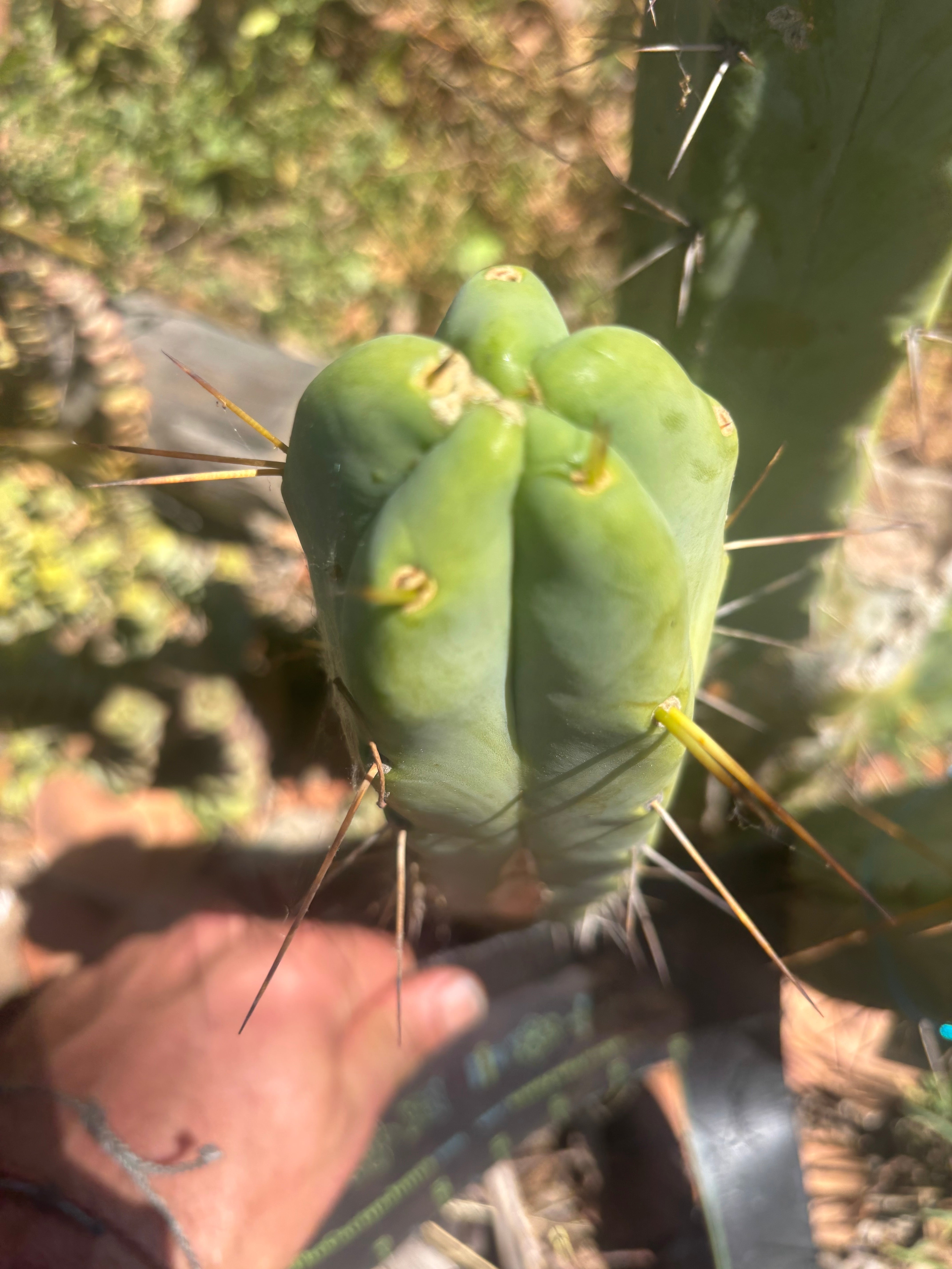 💎👑🌶️ Platform 9 3/4  — 10” Tip