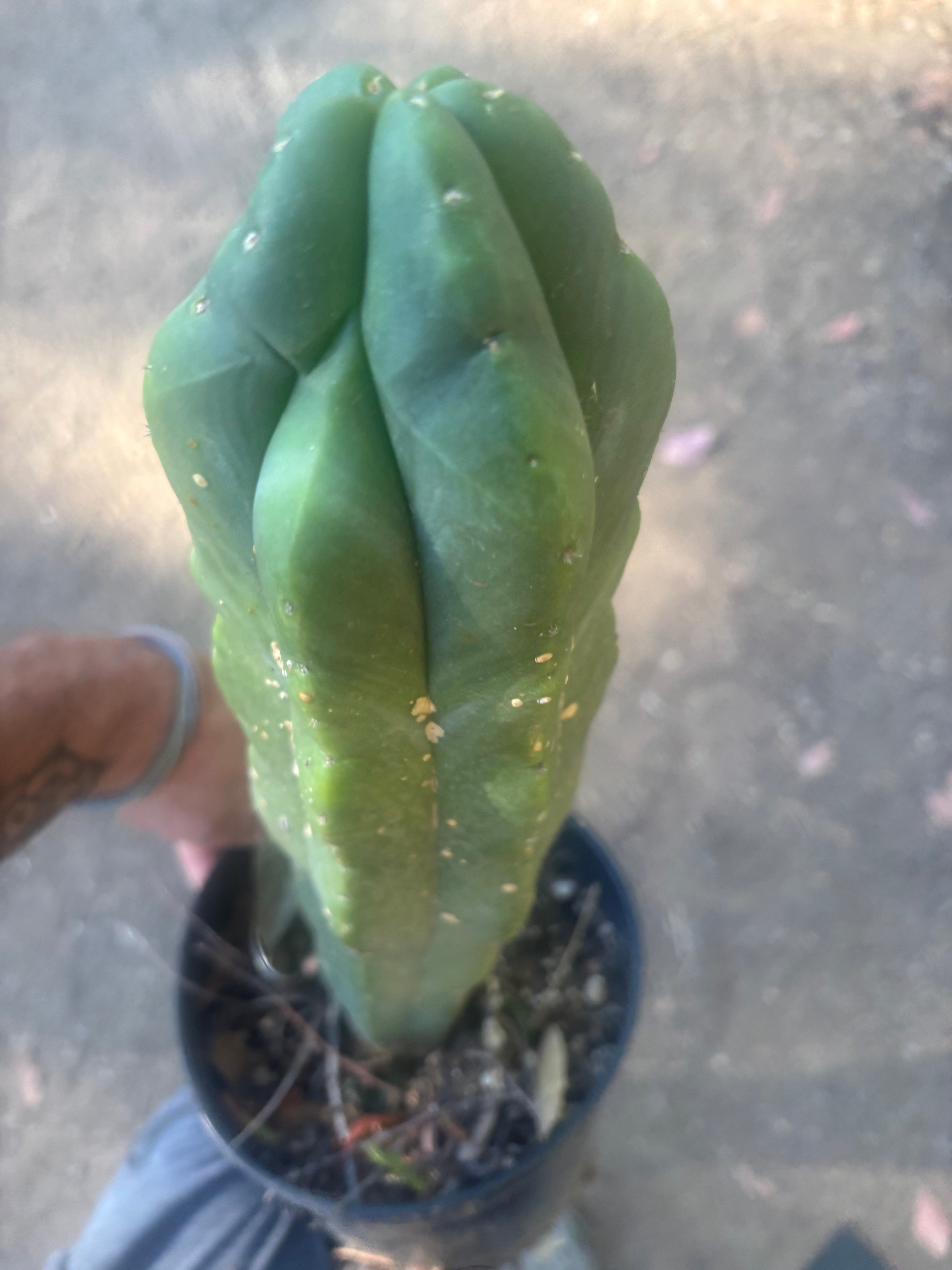 💎 MB x MP Scop — Rooted 14” Chonker