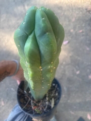 💎 MB x MP Scop — Rooted 14” Chonker