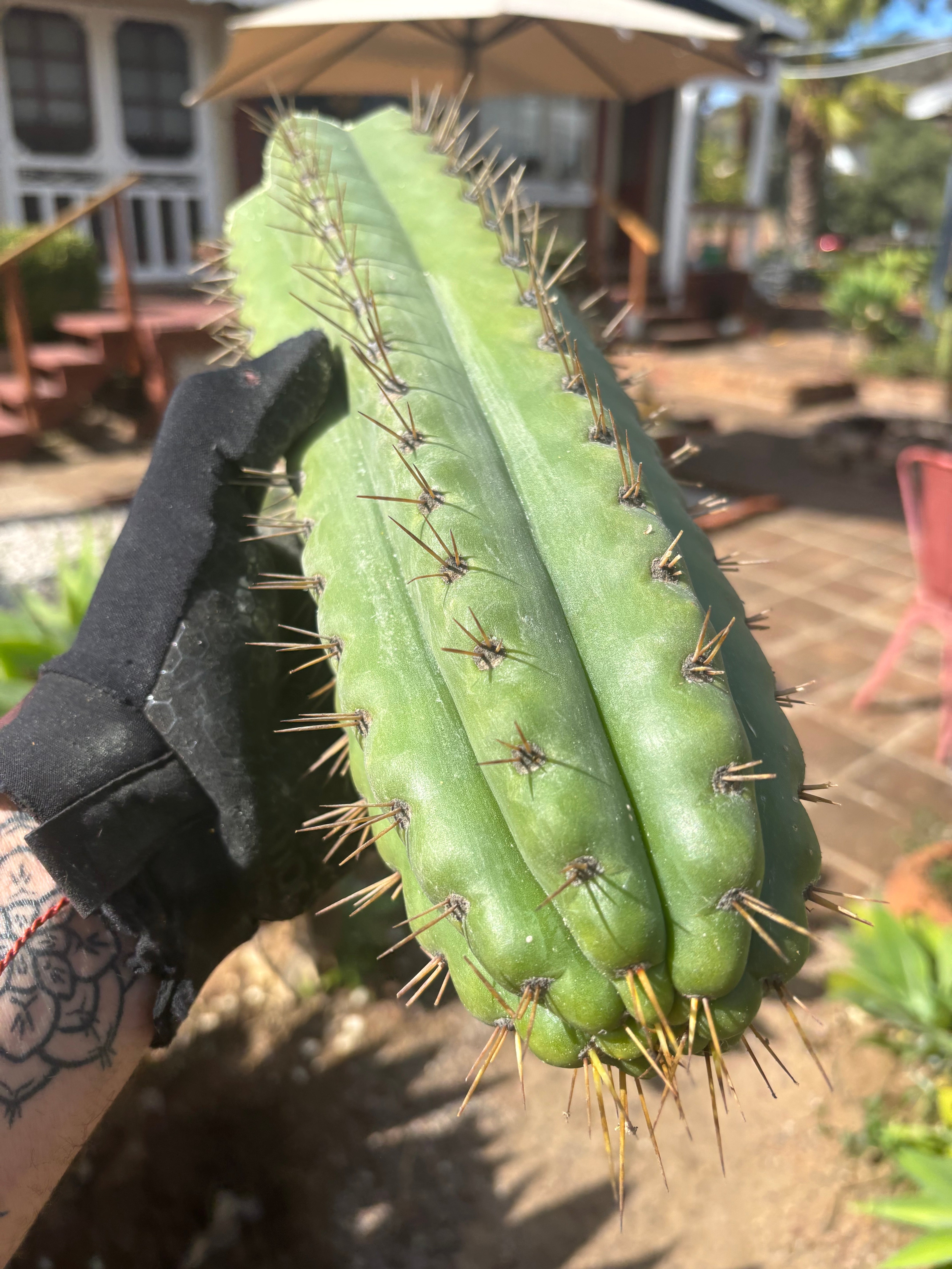 🌶️ SS02 x Kimura’s Spiny Giant   — 14” Tip