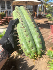 🌶️ SS02 x Kimura’s Spiny Giant   — 14” Tip