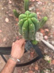 👑🌶️🌶️ Ogun — 12” Pup